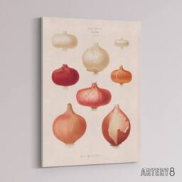 "Artery8 Onions Vintage Kitchen Ernst Benary Canvas Wall Art Print in White - Size: W18"" x H24""" - thumbnail 2