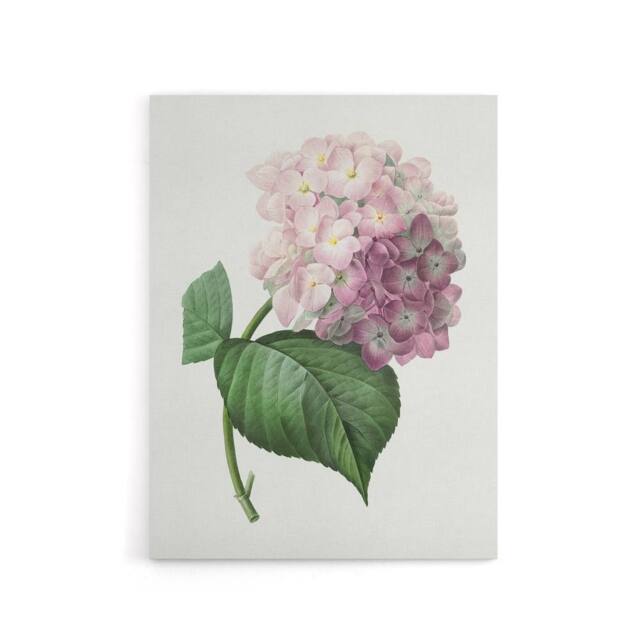 "Artery8 Hydrangea Botanical Illustration Redoute Vintage Canvas Wall Art in White - Size: W18"" x H24""" - image 1