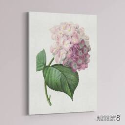 "Artery8 Hydrangea Botanical Illustration Redoute Vintage Canvas Wall Art in White - Size: W18"" x H24""" - thumbnail 2