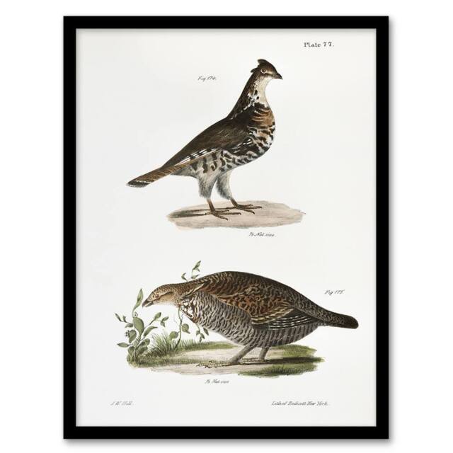 Artery8 James De Kay Partridge & Pinnated Grouse Framed Wall Art Print in White - Size: A4 - image 1
