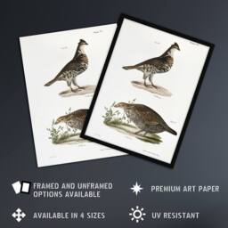 Artery8 James De Kay Partridge & Pinnated Grouse Framed Wall Art Print in White - Size: A4 - thumbnail 2