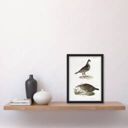Artery8 James De Kay Partridge & Pinnated Grouse Framed Wall Art Print in White - Size: A4 - thumbnail 4