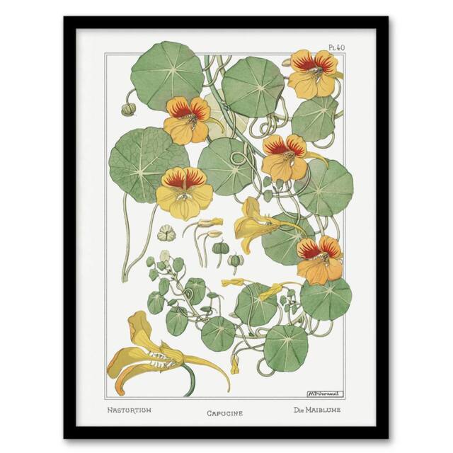 Artery8 Nasturtium Flower Vintage Floral Framed Wall Art Print Verneuil in White - Size: A4 - image 1