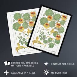 Artery8 Nasturtium Flower Vintage Floral Framed Wall Art Print Verneuil in White - Size: A4 - thumbnail 2