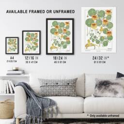 Artery8 Nasturtium Flower Vintage Floral Framed Wall Art Print Verneuil in White - Size: A4 - thumbnail 3