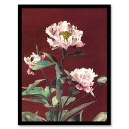 Artery8 Pink Herbaceous Peony Flower Japan Framed Wall Art Print Ogawa Kazumasa in Red - Size: A4 - thumbnail 1