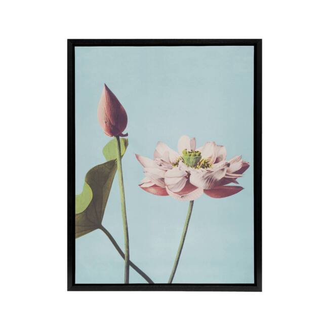 "Artery8 Pink Lotus Flower Blooms Framed Canvas Wall Art Print Ogawa Kazumasa in Blue - Size: W12"" x H16""" - image 1