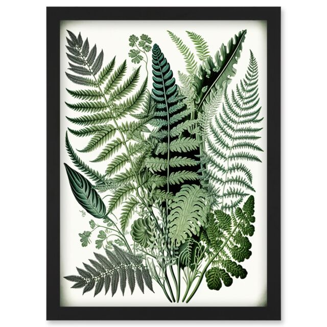 Artery8 Haeckel Style Fern Fronds Watercolour Illustration Artwork Framed Wall Art Print A4 in Black - image 1