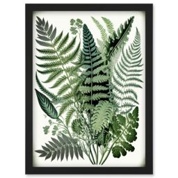 Artery8 Haeckel Style Fern Fronds Watercolour Illustration Artwork Framed Wall Art Print A4 in Black - thumbnail 1