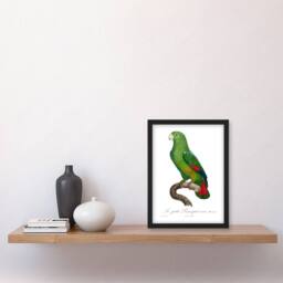 Artery8 Francois Levaillant Framed Wall Art The Black Billed Amazon Parrot in White - Size: A4 - thumbnail 2