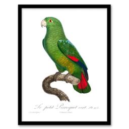 Artery8 Francois Levaillant Framed Wall Art The Black Billed Amazon Parrot in White - Size: A4 - thumbnail 1