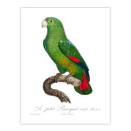 Artery8 Francois Levaillant Framed Wall Art The Black Billed Amazon Parrot in White - Size: A4 - thumbnail 3