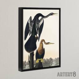 "Artery8 Black Bellied Darter Bird Audubon Nature Black Framed Canvas Wall Art in White - Size: W12"" x H16""" - thumbnail 2