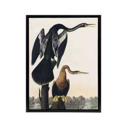 "Artery8 Black Bellied Darter Bird Audubon Nature Black Framed Canvas Wall Art in White - Size: W12"" x H16""" - thumbnail 1