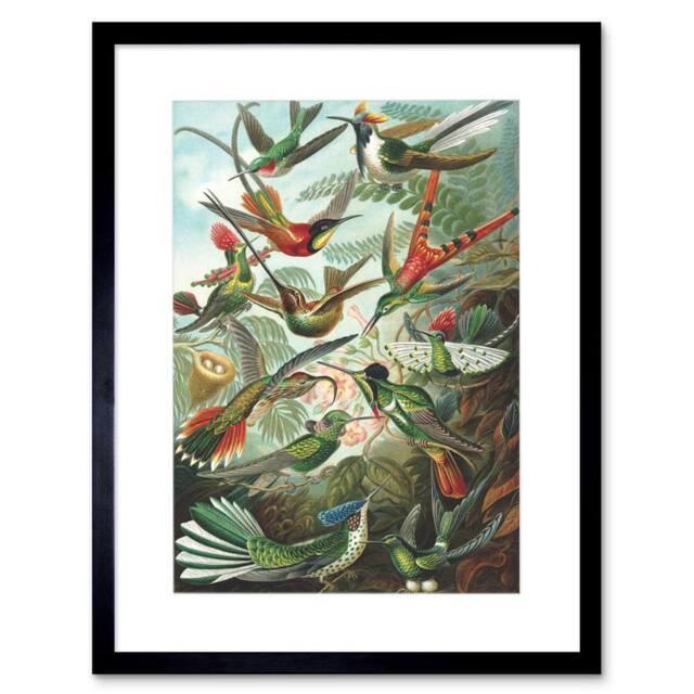"Artery8 Nature Biology Bird Humming Ernst Haeckel Germany Framed Art Print in Green - Size: W12"" x H16""" - image 1