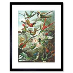 "Artery8 Nature Biology Bird Humming Ernst Haeckel Germany Framed Art Print in Green - Size: W12"" x H16""" - thumbnail 1