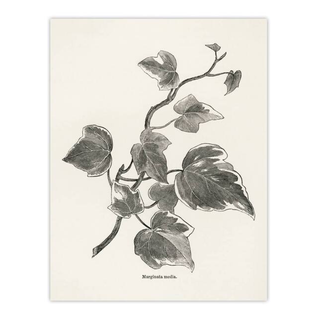 "Artery8 Vintage Botanical Marginata Ivy Hibberd Wall Art Poster Print in White - Size: W18"" x H24""" - image 1