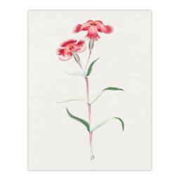 Artery8 Vintage Japan Botanical Framed Wall Art Print Nadeshiko Flower in Blue - Size: A4 - thumbnail 3