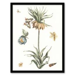 Artery8 Keizerskroon Tulip & Butterfly Teyler Framed Wall Art Print in White - Size: A4 - thumbnail 1