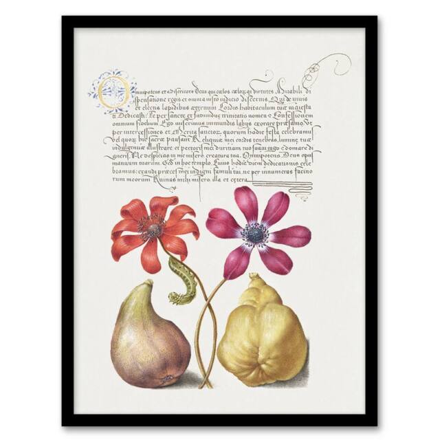 Artery8 Poppy Anemone Fig & Quince Calligraphy Framed Wall Art Print in White - Size: A4 - image 1