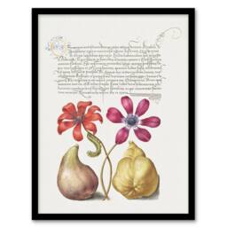 Artery8 Poppy Anemone Fig & Quince Calligraphy Framed Wall Art Print in White - Size: A4 - thumbnail 1
