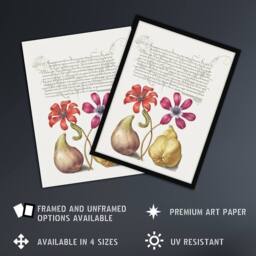 Artery8 Poppy Anemone Fig & Quince Calligraphy Framed Wall Art Print in White - Size: A4 - thumbnail 2