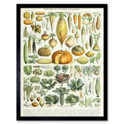"Artery8 Millot Encyclopedia Page Legumes Vegetables 12x16"" Framed Art Print - Size: W12"" x H16""" - thumbnail 1