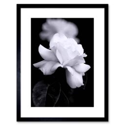 "Artery8 Wall Art Print Photo Nature Black White Rose Petal Flower Artwork Framed 9X7 Inch - Size: W7"" x H9""" - thumbnail 1