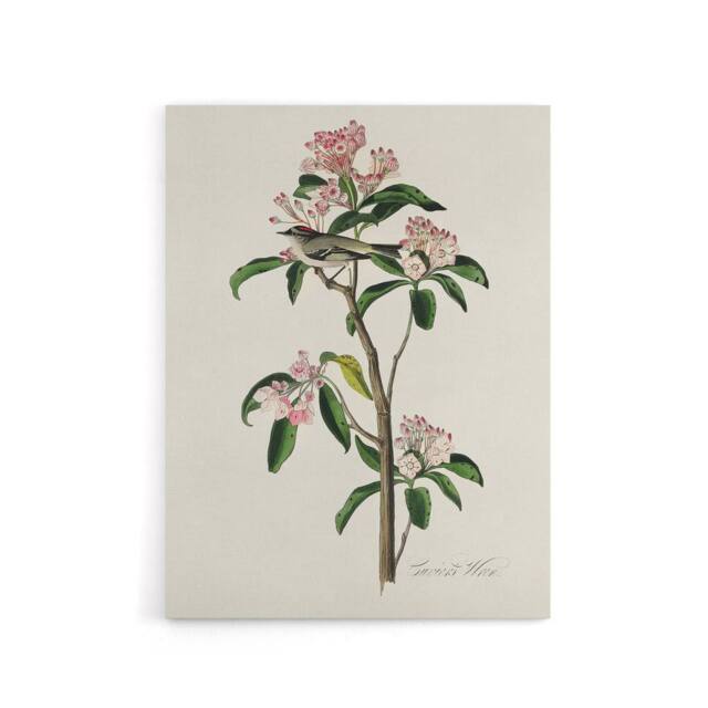 "Artery8 Cuviers Kinglet Bird & Mountain Laurel Audubon Canvas Wall Art in White - Size: W18"" x H24""" - image 1