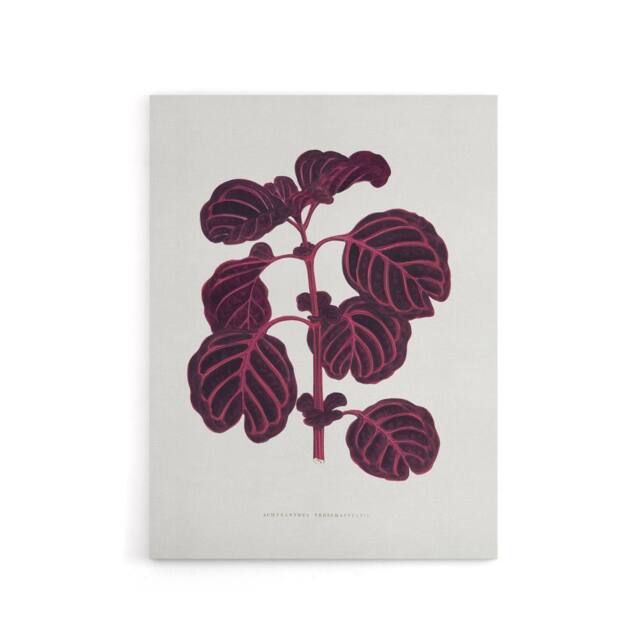"Artery8 AF Lydon B Fawcett Pink Achyranthes Verschaffeltii Canvas Art Print in White - Size: W12"" x H16""" - image 1