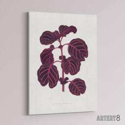 "Artery8 AF Lydon B Fawcett Pink Achyranthes Verschaffeltii Canvas Art Print in White - Size: W12"" x H16""" - thumbnail 2