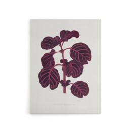 "Artery8 AF Lydon B Fawcett Pink Achyranthes Verschaffeltii Canvas Art Print in White - Size: W12"" x H16""" - thumbnail 1