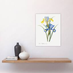 "Artery8 Spanish iris Botanical Redoute Vintage Wall Art Print Poster in White - Size: W12"" x H16""" - thumbnail 4