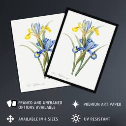 "Artery8 Spanish iris Botanical Redoute Vintage Wall Art Print Poster in White - Size: W12"" x H16""" - thumbnail 2