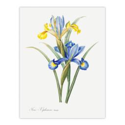 "Artery8 Spanish iris Botanical Redoute Vintage Wall Art Print Poster in White - Size: W12"" x H16""" - thumbnail 1