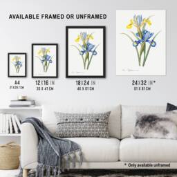 "Artery8 Spanish iris Botanical Redoute Vintage Wall Art Print Poster in White - Size: W12"" x H16""" - thumbnail 3