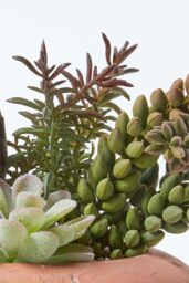Homescapes Artificial Succulent Arrangement in Decorative Round Terracotta Pot in Green - thumbnail 5