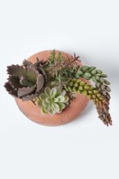 Homescapes Artificial Succulent Arrangement in Decorative Round Terracotta Pot in Green - thumbnail 3