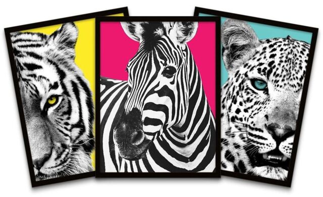 "Wee Blue Coo Wall Art Print Tiger Zebra Leopard Animals Close Up Colourful Black Framed Poster Pack of 3 - Size: W12"" x H16""" - image 1