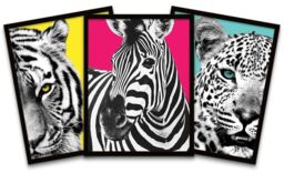 "Wee Blue Coo Wall Art Print Tiger Zebra Leopard Animals Close Up Colourful Black Framed Poster Pack of 3 - Size: W12"" x H16""" - thumbnail 1