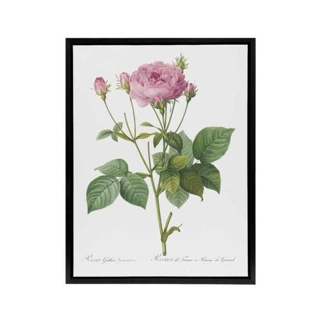 "Artery8 Gallic Rose Flower Illustration Redoute Vintage Framed Canvas Wall Art in White - Size: W12"" x H16""" - image 1