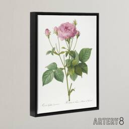 "Artery8 Gallic Rose Flower Illustration Redoute Vintage Framed Canvas Wall Art in White - Size: W12"" x H16""" - thumbnail 2