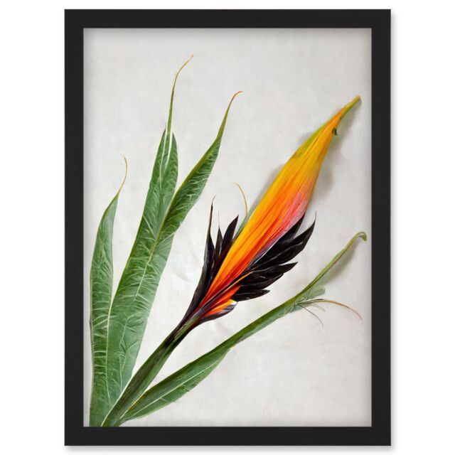 Artery8 Bird of Paradise Tropical Plant Flower & Leaves Illustration on White Artwork Framed Wall Art Print A4 in Black - image 1