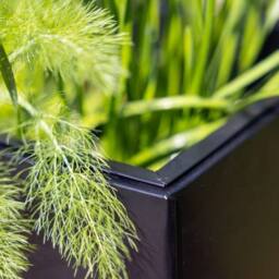 Primrose Tall Zinc Galvanised Trough Planter with Plastic Insert 95cm in Black - thumbnail 5