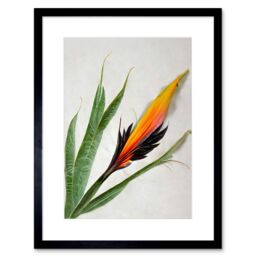 "Artery8 Wall Art Print Bird of Paradise Tropical Plant Flower & Leaves on White Artwork Framed 9X7 Inch in Black - Size: W7"" x H9""" - thumbnail 1