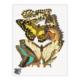 Artery8 Eugene Seguy Framed Wall Art Print Papillons Butterflies Illustration - Size: A4 - thumbnail 3