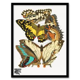 Artery8 Eugene Seguy Framed Wall Art Print Papillons Butterflies Illustration - Size: A4 - thumbnail 1