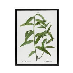 "Artery8 Basket Willow Botanical Redoute Vintage Black Framed Canvas Wall Art in White - Size: W24"" x H32""" - thumbnail 1