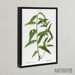 "Artery8 Basket Willow Botanical Redoute Vintage Black Framed Canvas Wall Art in White - Size: W24"" x H32""" - thumbnail 2