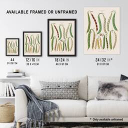 "Artery8 Kidney or Snap Beans Kitchen Ernst Benary Wall Art Poster Print in White - Size: W18"" x H24""" - thumbnail 3